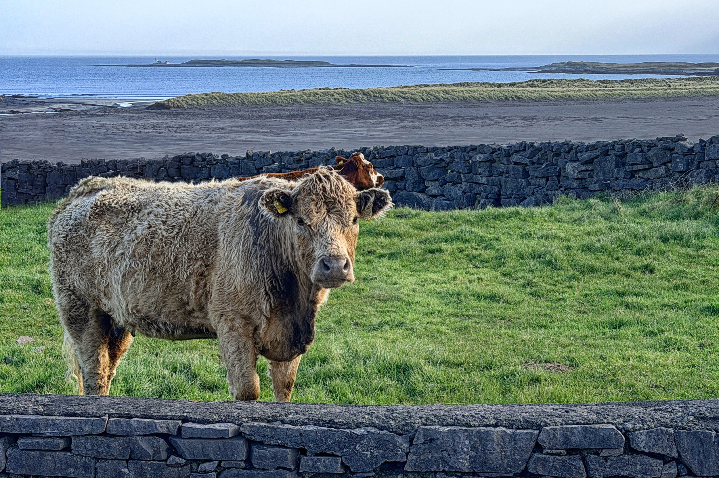 Shaggy cow at wall, Ard Einne House, Inishmore, County Galway