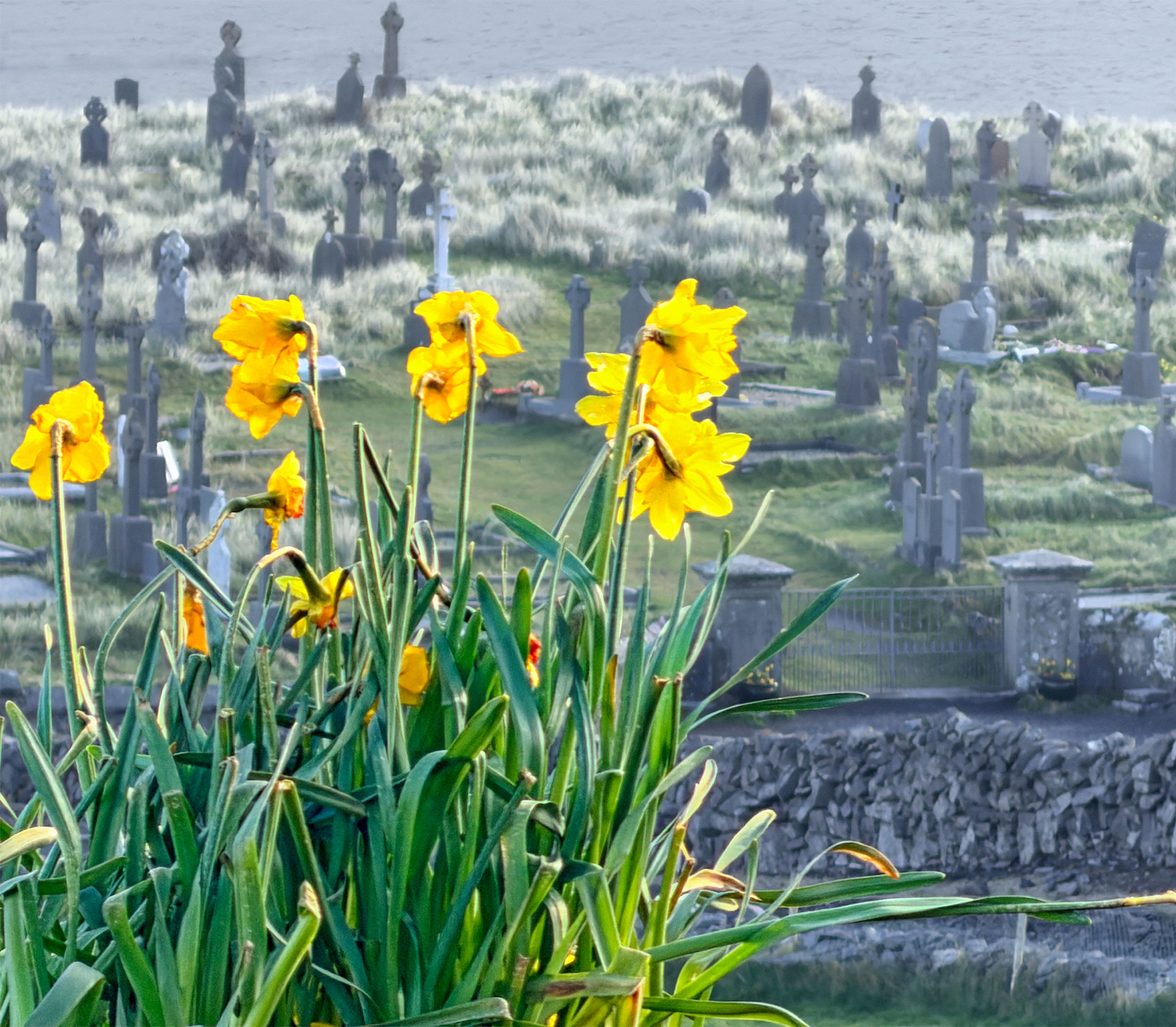 Spring daffodils against a misty cemetery, Ard Einne House, Inishmore, County Galway
