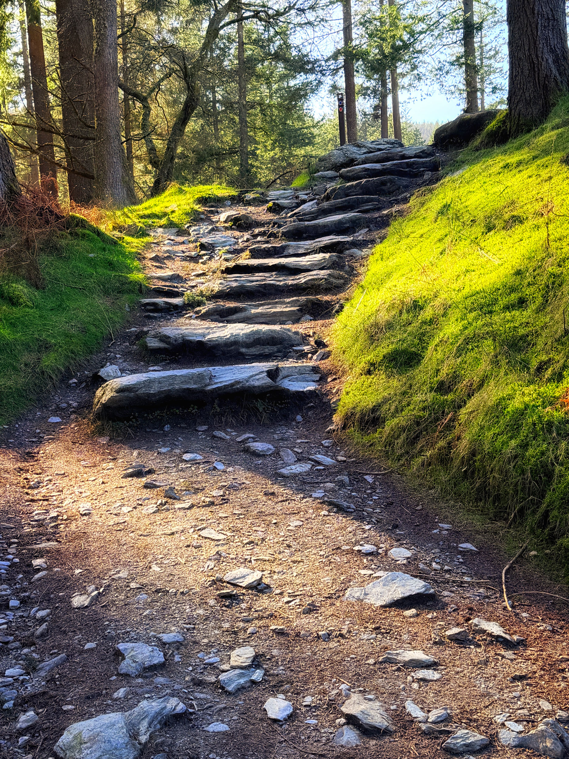 Forest stone steps on The Spinc, Glendalough, County Wicklow