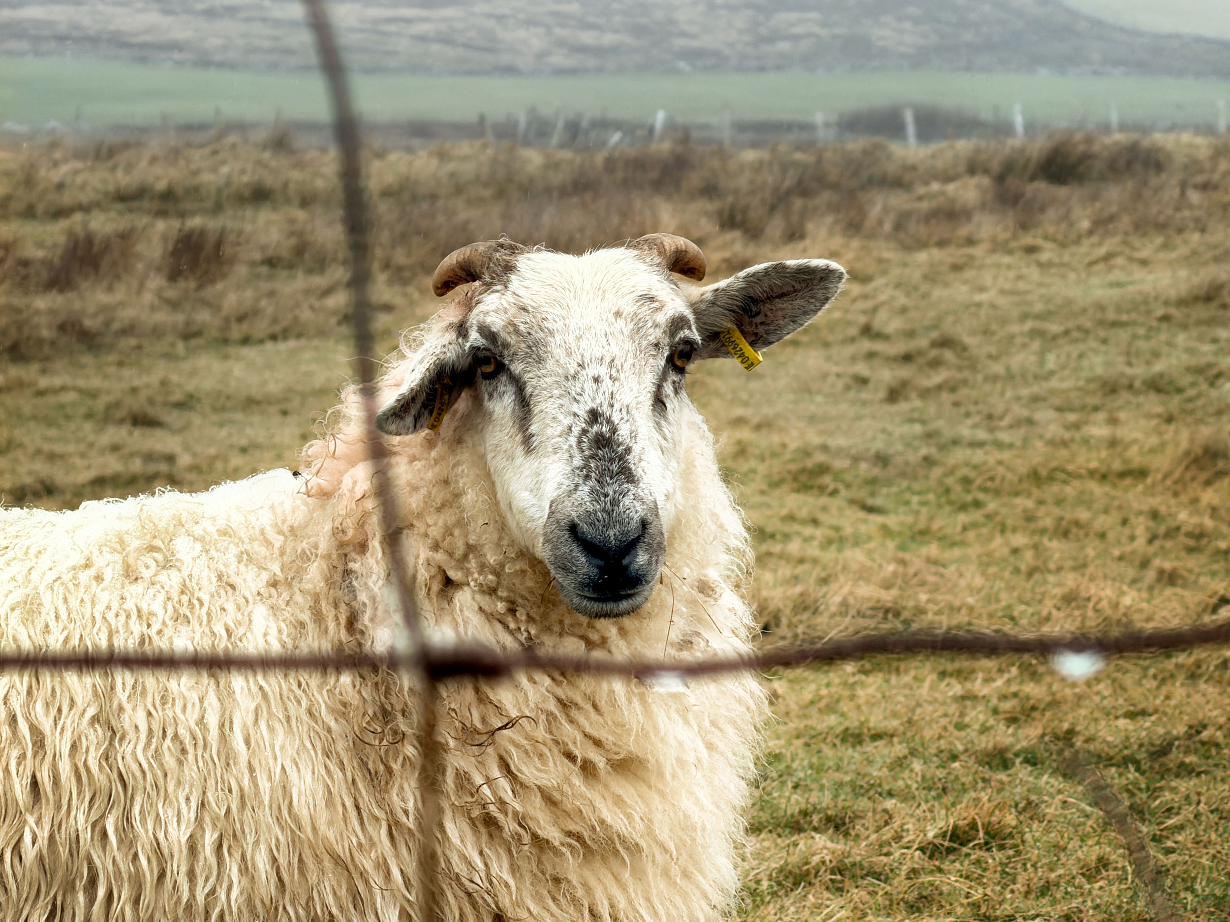 A quizzical Scottish Blackface sheep gazes back. Feohanagh, County Dingle