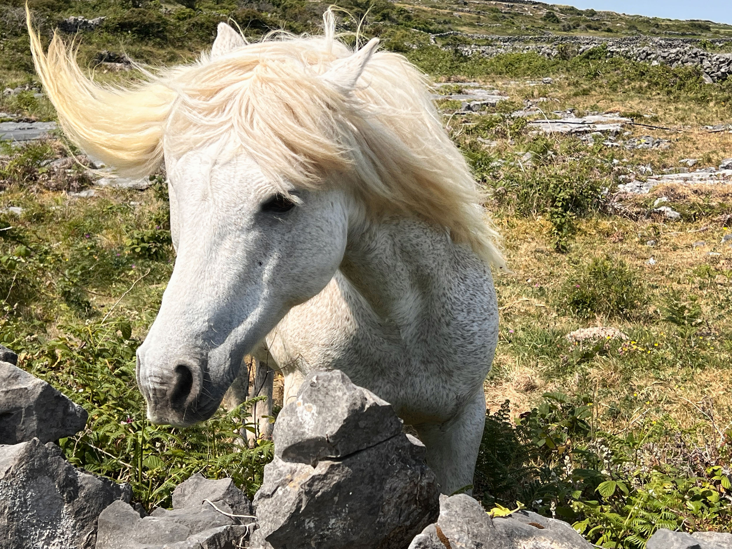 A spirited Connemara Pony flicks her mane. Inishmore, County Galway