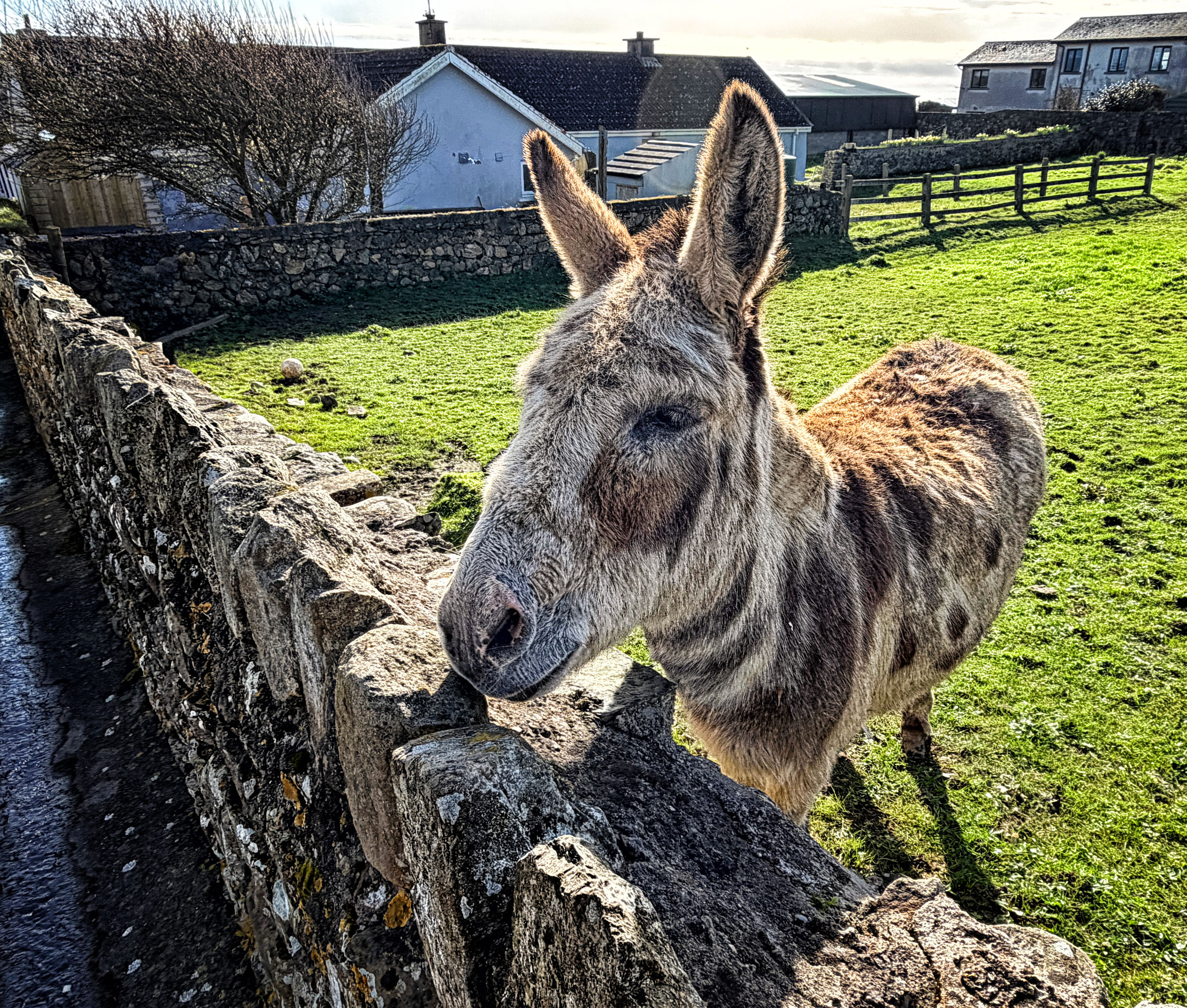 Gentle donkey leans over a stone wall in Annestown, County Waterford