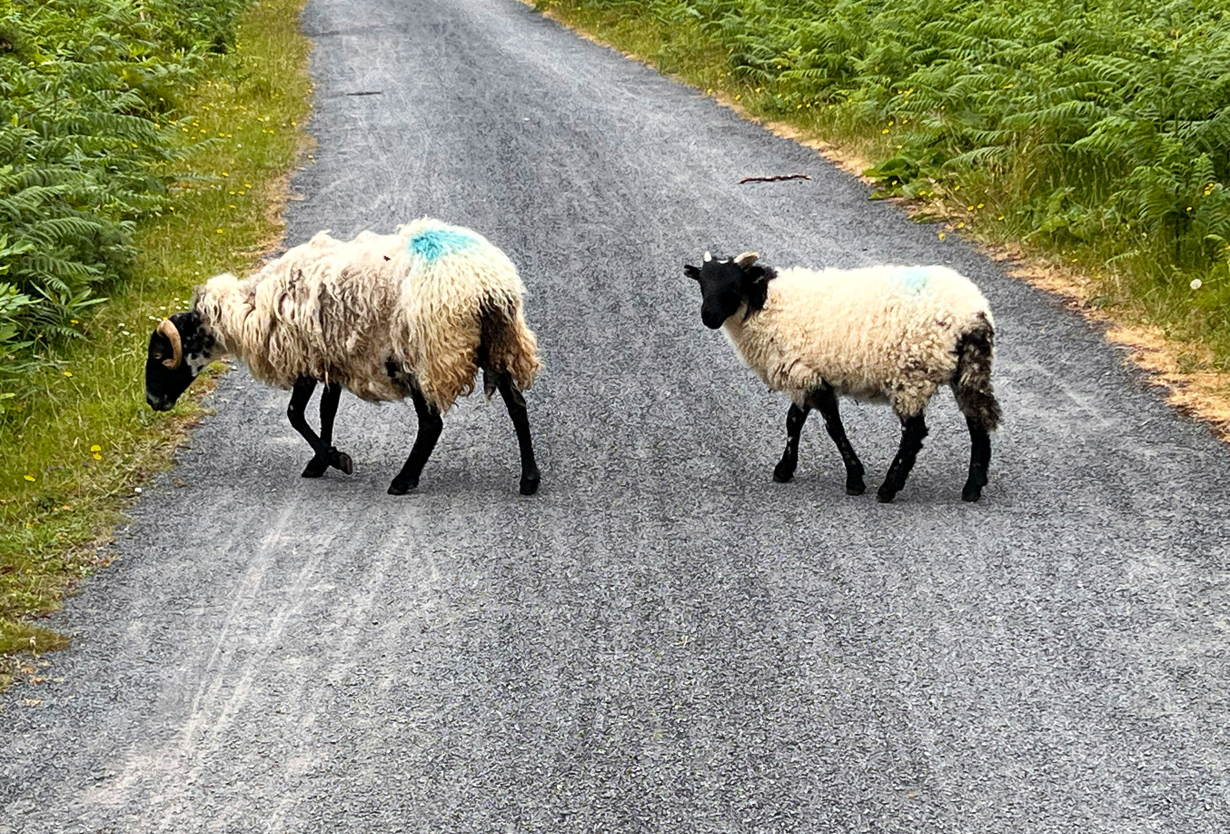 How did the sheep cross the road? Very slowly. Scottish Blackface wander across the Great Western Greenway Bikepath, County Mayo